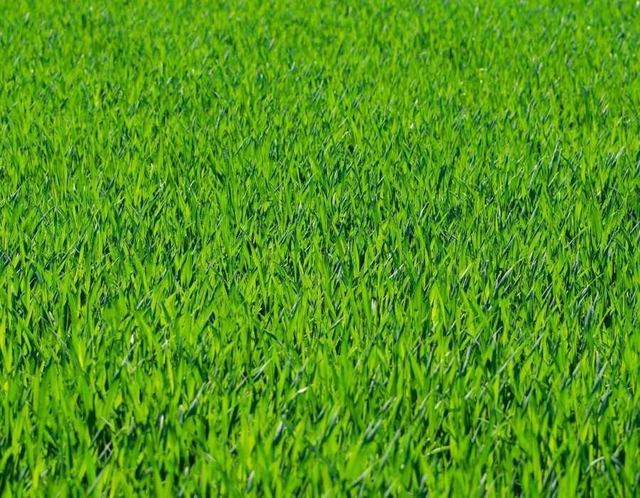 Our services assure your grass is always green